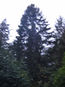 A wealth of cool cedars and other trees